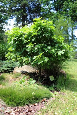 Quercus palustris 'Isabel '- dub bahenní 'Isabel '- celek